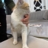 Yavru kedi dişi fotoğraf