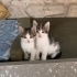 4 YAVRU TEKİR KEDİ ACİL YUVA ARANIYOR fotoğraf