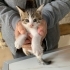4 YAVRU TEKİR KEDİ ACİL YUVA ARANIYOR fotoğraf