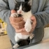 4 YAVRU TEKİR KEDİ ACİL YUVA ARANIYOR fotoğraf