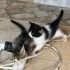 4 YAVRU TEKİR KEDİ ACİL YUVA ARANIYOR fotoğraf