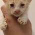1 aylık bebek sarman kedi Helin ömürlük yuvasını arıyor😻 fotoğraf