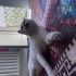 Sokağa atılmış sevecen kedi fotoğraf