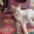 Sokağa atılmış sevecen kedi fotoğraf