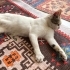Sokağa atılmış sevecen kedi fotoğraf