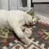 Sokağa atılmış sevecen kedi fotoğraf