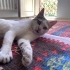 Sokağa atılmış sevecen kedi fotoğraf