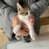 4 YAVRU KEDİ TEKİR fotoğraf