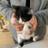 4 YAVRU KEDİ TEKİR fotoğraf