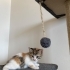 Henüz 1,5 aylıklar fotoğraf