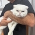 Ücretsiz cins kedi, erkek,  kısır, aşılı fotoğraf