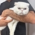 Ücretsiz cins kedi, erkek,  kısır, aşılı fotoğraf