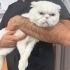 Ücretsiz cins kedi, erkek,  kısır, aşılı fotoğraf