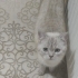 KISIR DİŞİ ÖMÜRLÜK YUVASINI ARIYOR fotoğraf