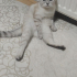 KISIR DİŞİ ÖMÜRLÜK YUVASINI ARIYOR fotoğraf