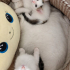 Dikkat Minik Patiler Kalbinizi Çalmaya Geldiler fotoğraf