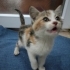 Çöpe terk edilmiş yavru kedi yuva arıyor fotoğraf