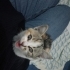 Çöpe terk edilmiş yavru kedi yuva arıyor fotoğraf