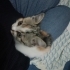 Çöpe terk edilmiş yavru kedi yuva arıyor fotoğraf