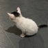 Bala kız Yuvasını Arıyor 😍 fotoğraf