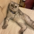 AŞILARI TAM VE KARNELİ SCOTTISH FOLD ..!! fotoğraf