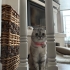 AŞILARI TAM VE KARNELİ SCOTTISH FOLD ..!! fotoğraf