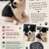 🐾 3 Aylık Border Collie Yavrumuza Ömürlük Yuvasını Arıyoruz 🏡🤍 fotoğraf