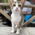 🚨 ACİL YUVA ARIYOR!🐾🐣 fotoğraf