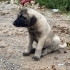 Merhaba ben Pita fotoğraf