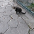 Acil sahiplendirme fotoğraf