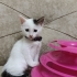 4 ekim hayvanları koruma gününde hayatları değişsin mi? fotoğraf