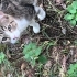 Çocuk Yaşta Anne Olan  Maya ve Dört Yavrusuna Yuva fotoğraf