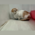 Çüçük erkek bebek kediiii yuva arıyor 🐈 fotoğraf
