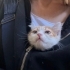 Çüçük erkek bebek kediiii yuva arıyor 🐈 fotoğraf