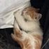 Çüçük erkek bebek kediiii yuva arıyor 🐈 fotoğraf