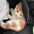 Çüçük erkek bebek kediiii yuva arıyor 🐈 fotoğraf
