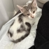 Çüçük erkek bebek kediiiiler yuva arıyor 🐈 fotoğraf