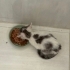 Çüçük erkek bebek kediiiiler yuva arıyor 🐈 fotoğraf