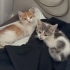 Çüçük erkek bebek kediiiiler yuva arıyor 🐈 fotoğraf