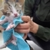 Bir Bardağın İçinde Dünyaya Geldi… Şimdi Sıcak Bir Yuva Arıyor 🥺🐾 fotoğraf