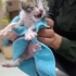 Bir Bardağın İçinde Dünyaya Geldi… Şimdi Sıcak Bir Yuva Arıyor 🥺🐾 fotoğraf