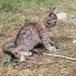 Çok tatlı akıllı sevimli oyuncu bir kedi fotoğraf
