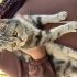 Çok uysal ve sessiz oyuncu ve sevdiren bir kedi acil ömürlük yuva arıyoruz fotoğraf