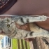 Çok uysal ve sessiz oyuncu ve sevdiren bir kedi acil ömürlük yuva arıyoruz fotoğraf