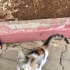 İlgiyi çok seven bir kedi fotoğraf