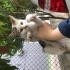 İlgiyi çok seven bir kedi fotoğraf