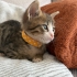 Kırçıl daha 5 haftalık, ömürlük yuvasını arıyoruz 🐱 fotoğraf