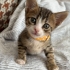 Kırçıl daha 5 haftalık, ömürlük yuvasını arıyoruz 🐱 fotoğraf