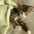 Kırçıl daha 7 haftalık, ömürlük yuvasını arıyoruz 🐱 fotoğraf
