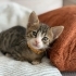 Kırçıl daha 7 haftalık, ömürlük yuvasını arıyoruz 🐱 fotoğraf